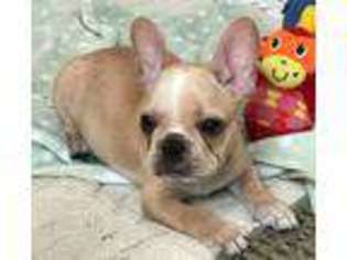French Bulldog Puppy for sale in Gallatin, MO, USA