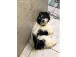 Mutt Puppy for sale in Folcroft, PA, USA