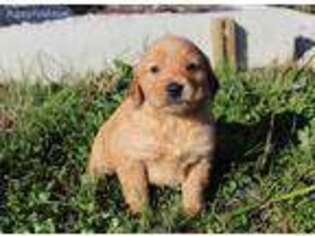 Golden Retriever Puppy for sale in Odon, IN, USA