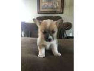 Pembroke Welsh Corgi Puppy for sale in Ponca City, OK, USA