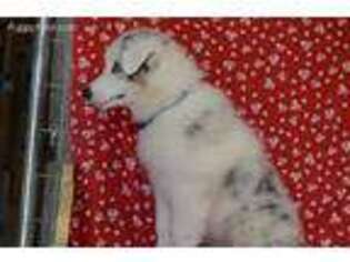 Australian Shepherd Puppy for sale in Opelousas, LA, USA