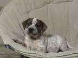 Mutt Puppy for sale in Townville, PA, USA