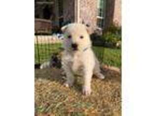 German Shepherd Dog Puppy for sale in Manvel, TX, USA