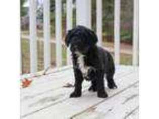 Mutt Puppy for sale in Carlock, IL, USA