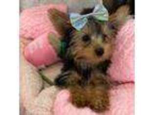 Yorkshire Terrier Puppy for sale in Albuquerque, NM, USA