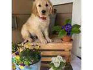 Golden Retriever Puppy for sale in Olympia, WA, USA