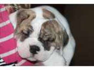 Bulldog Puppy for sale in Louisville, KY, USA