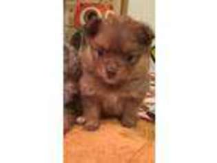 Pomeranian Puppy for sale in Westphalia, MO, USA