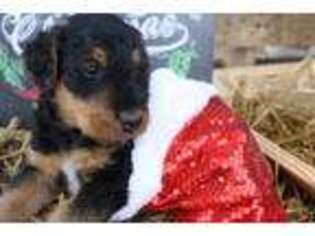 Airedale Terrier Puppy for sale in Saylorsburg, PA, USA