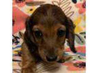 Dachshund Puppy for sale in Old Town, FL, USA