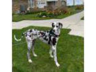 Great Dane Puppy for sale in Long Branch, NJ, USA