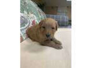 Goldendoodle Puppy for sale in Pittsburg, TX, USA