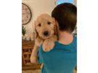 Goldendoodle Puppy for sale in Grass Valley, CA, USA