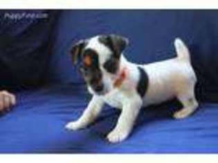 Jack Russell Terrier Puppy for sale in Avon, IN, USA
