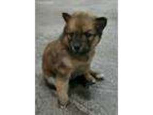 Mutt Puppy for sale in Saint Francis, MN, USA