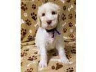 Mutt Puppy for sale in Rockwell, NC, USA