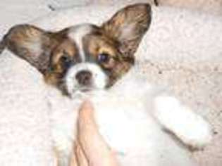 Papillon Puppy for sale in Lancaster, OH, USA