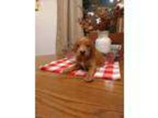 Goldendoodle Puppy for sale in Spruce Creek, PA, USA