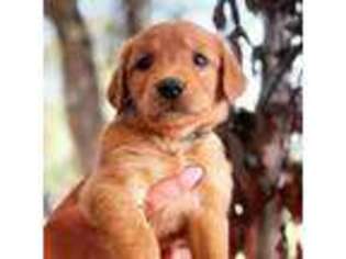 Golden Retriever Puppy for sale in Waco, TX, USA