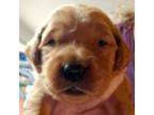 Golden Retriever Puppy for sale in Severna Park, MD, USA