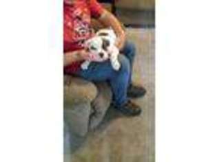 Olde English Bulldogge Puppy for sale in Clio, MI, USA