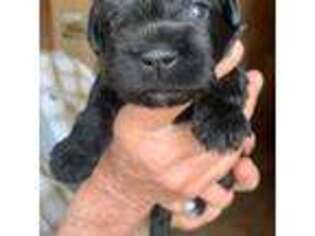 Mutt Puppy for sale in Greensburg, LA, USA