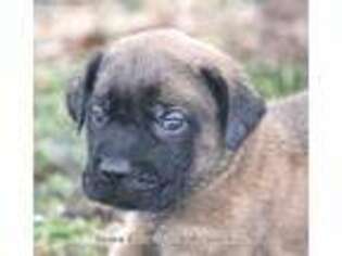 Mastiff Puppy for sale in Unionville, IA, USA