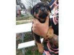 Rottweiler Puppy for sale in Capitol Heights, MD, USA