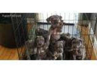 Cane Corso Puppy for sale in Fort Washington, MD, USA