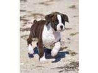 Boxer Puppy for sale in Connersville, IN, USA