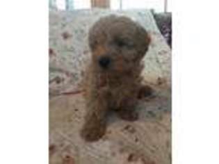 Goldendoodle Puppy for sale in Armagh, PA, USA