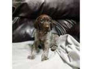 German Shorthaired Pointer Puppy for sale in Delevan, NY, USA