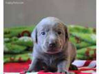 Labrador Retriever Puppy for sale in Berlin, OH, USA