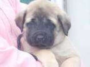 Mastiff Puppy for sale in Riverdale, MI, USA