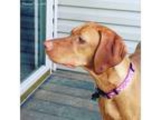 Vizsla Puppy for sale in Elyria, OH, USA