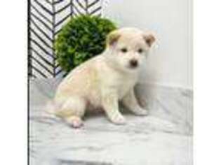 Shiba Inu Puppy for sale in Moorpark, CA, USA