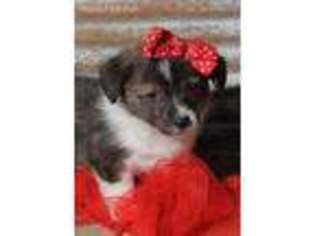 Cardigan Welsh Corgi Puppy for sale in Caulfield, MO, USA