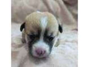Pembroke Welsh Corgi Puppy for sale in Lebanon, OR, USA