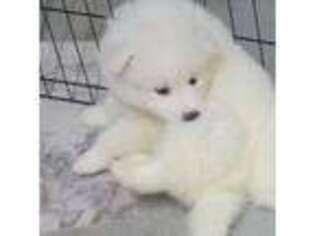 Samoyed Puppy for sale in Keytesville, MO, USA