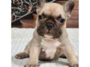 French Bulldog Puppy for sale in Easton, KS, USA