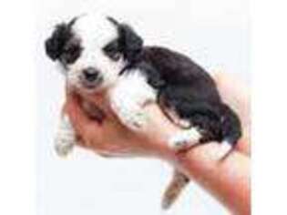 Mutt Puppy for sale in Wethersfield, CT, USA