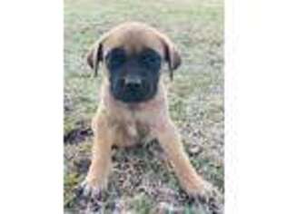 Mastiff Puppy for sale in Pangburn, AR, USA