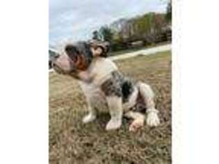 Bulldog Puppy for sale in Hempstead, NY, USA
