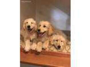 Goldendoodle Puppy for sale in Lakeside, AZ, USA