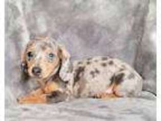 Dachshund Puppy for sale in York, PA, USA