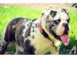 Olde English Bulldogge Puppy for sale in PORTAGEVILLE, NY, USA
