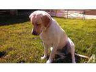 Labrador Retriever Puppy for sale in FOLSOM, CA, USA