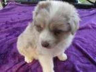 Australian Shepherd Puppy for sale in Weleetka, OK, USA