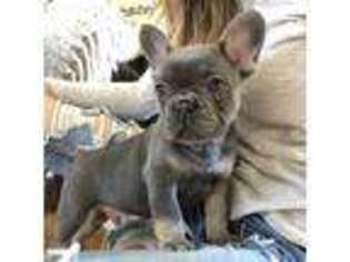 French Bulldog Puppy for sale in Cabery, IL, USA