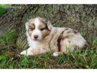 Australian Shepherd Puppy for sale in Charleston, AR, USA